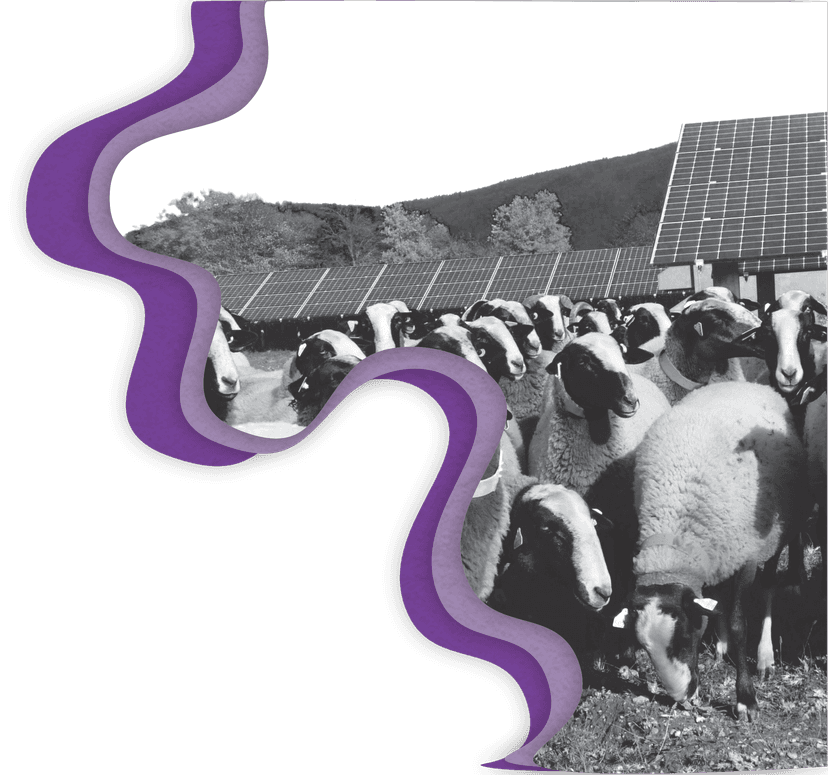 Photo d'un panneau photovoltaïque et des moutons