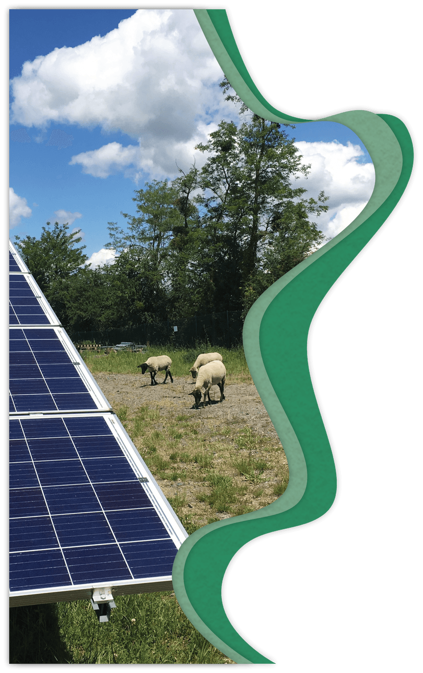 Photo d'un panneau solaire dans la nature, avec des moutons qui broutent l'herbe