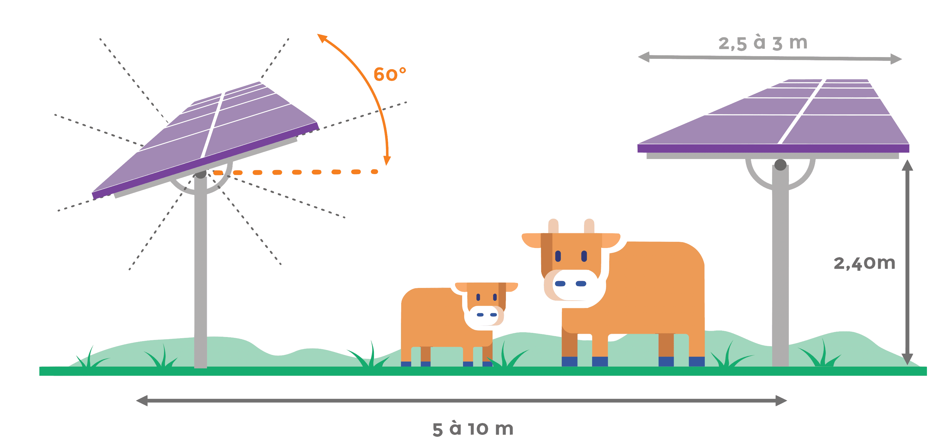 Image représentant la compatibilité des parcs agrivoltaïque avec les bovins